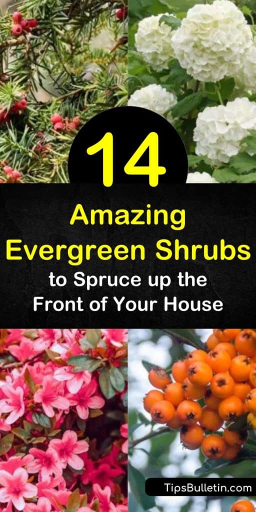 Discover low maintenance hardy shrubs you can use for foundation planting or ground cover. From hydrangea to azaleas, learn what shrubs require full sun to partial shade to ensure green leaves all season long. #shrubs #evergreenshrubs #evergreens