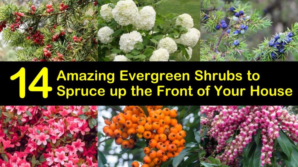 Amazing Evergreen Shrubs for the Front of Your House titleimg1
