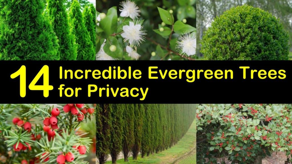Amazing Evergreen Trees for Privacy titleimg1