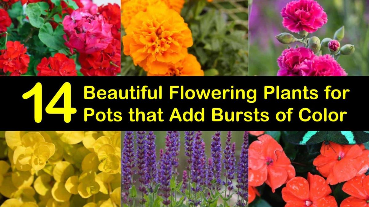 14 Beautiful Flowering Plants for Pots that Add Bursts of Color