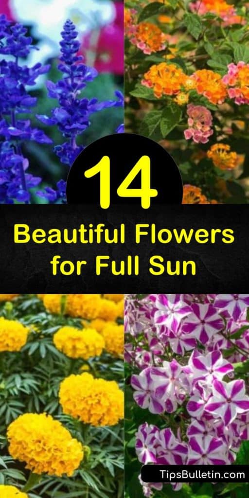 Discover how to create a sun-loving garden full of drought tolerant, beautiful flowers. Plant cut flowers such as peonies and coneflowers or fill a rock garden with ground cover such as lantana and salvia. #fullsunflowers #growingflowersinfullsun #flowersforfullsun