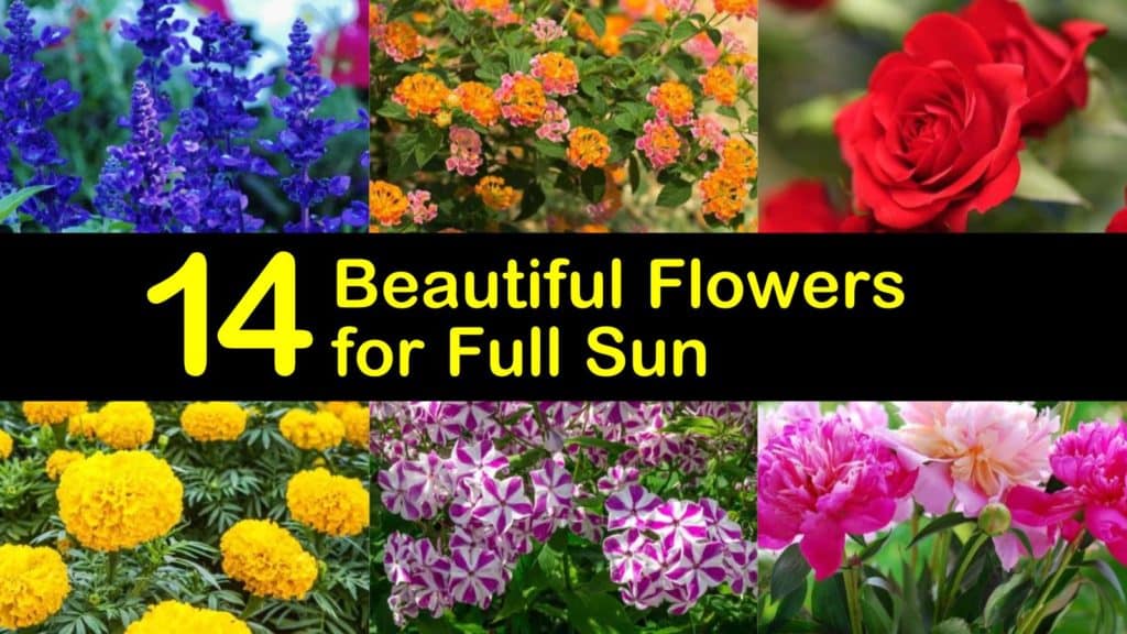 Amazing Flowers for Full Sun titleimg1