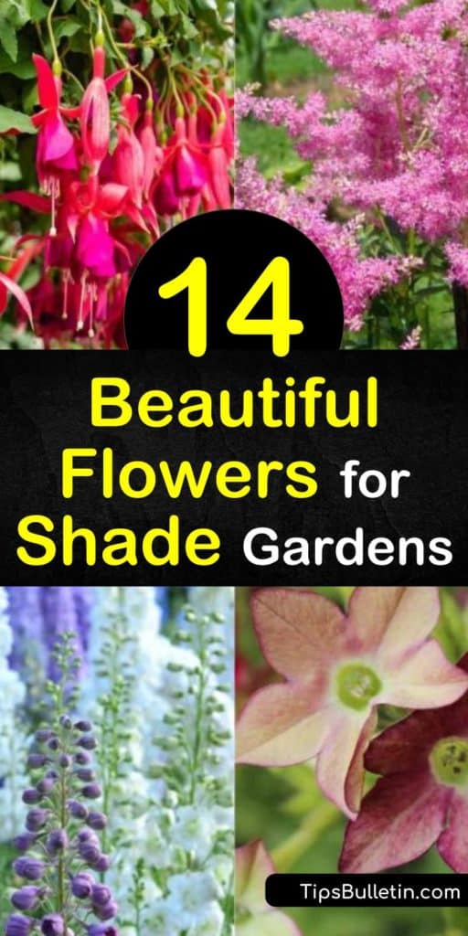 Discover the joy of creating a shady garden that blooms from late spring through late summer. Plant shade loving hostas in full shade or lobelia with stunning blue flowers in partial shade for splashes of color in shady spots of the yard. #flowersforshade #shadelovingflowers #shade #flowers