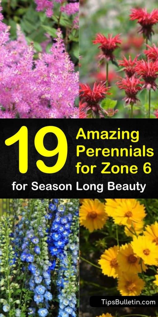 Discover the joys of growing amazing perennials for your hardiness zone. Plant daylily, echinacea, and cut flowers, and surround them with hosta and ground cover such as phlox to create a beautiful garden. #zone6perennials #perennialsinzone6