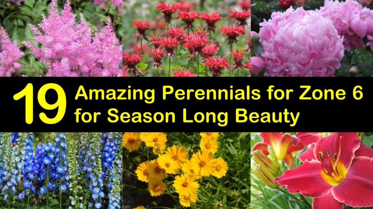 19 Amazing Perennials for Zone 6 for Season Long Beauty