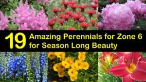 Amazing Perennials for Zone 6