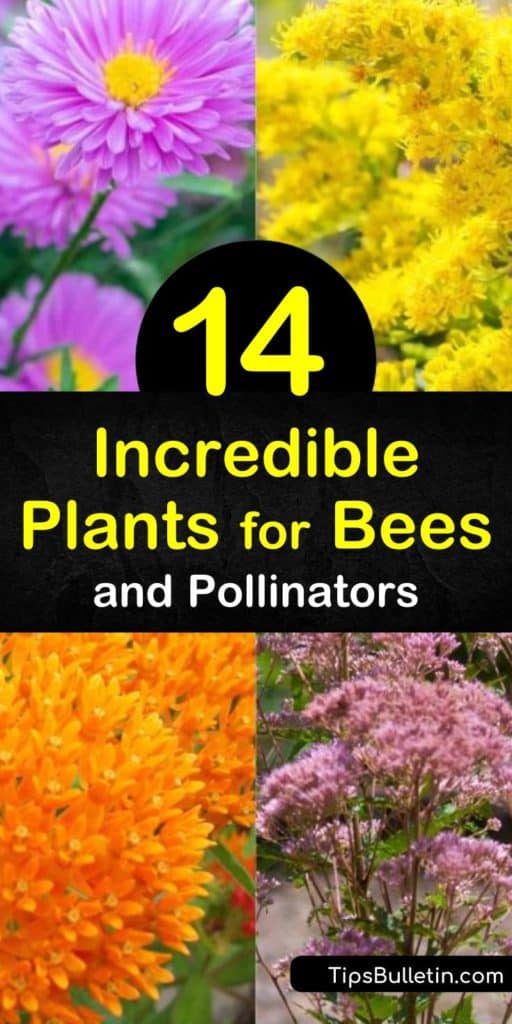 Learn how to create a bee oasis with amazing plants such as echinacea, bee balm, and goldenrod. Attract bees, hummingbirds, and other pollinators to the garden with monarda, aster, and coneflower. #plantsforbees #beefriendlyplants #pollinatingflowersforbees #bees