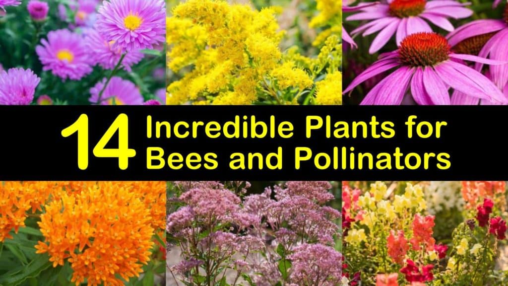 Amazing Plants for Bees titleimg1