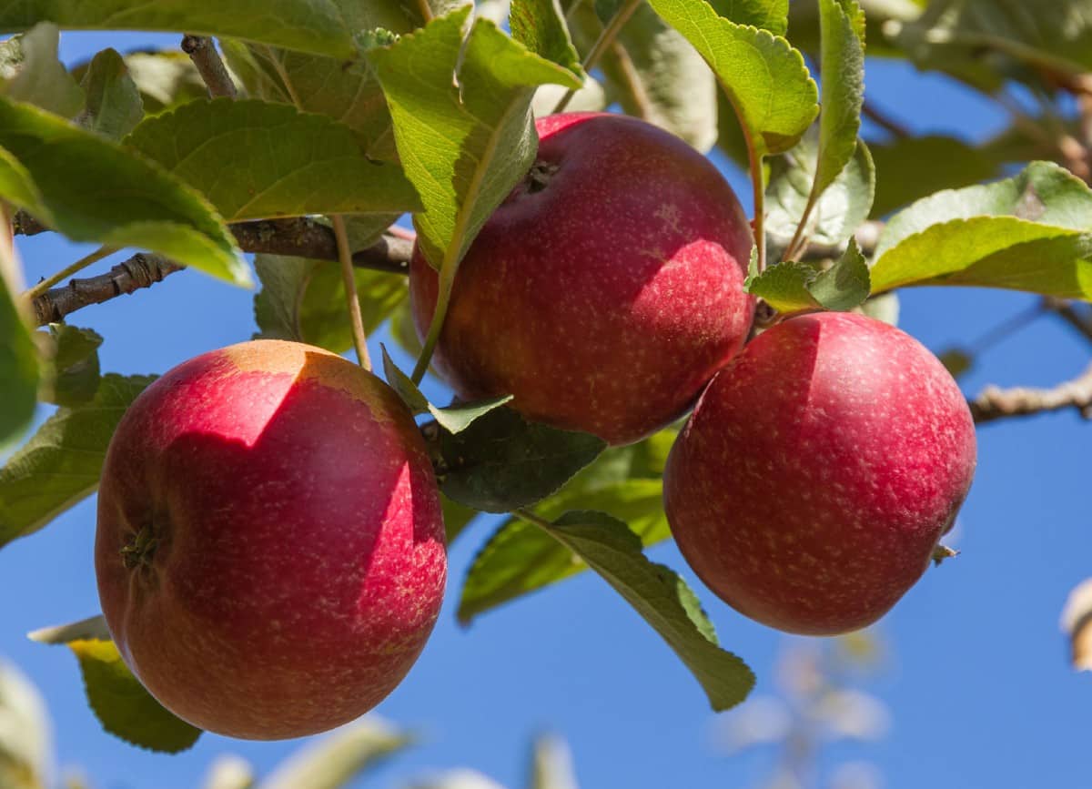 you can only grow apple trees in areas with a specific climate