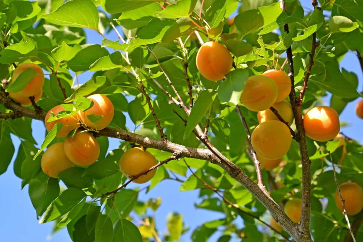 apricot trees are easy to grow from seeds