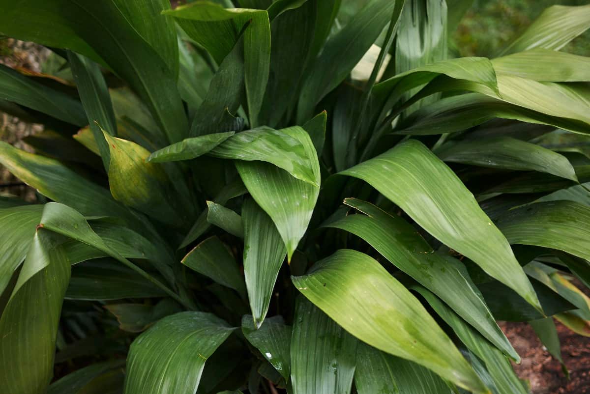 aspidistra is also known as the cast iron plant