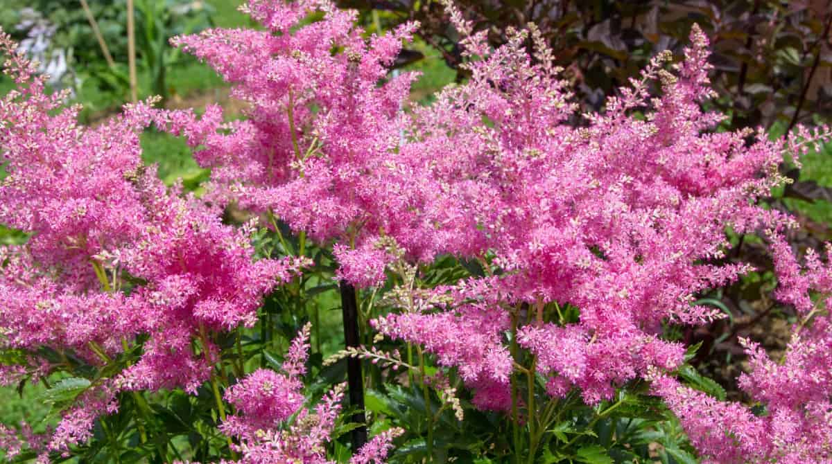 astilbe has feathery flowers and loves shade