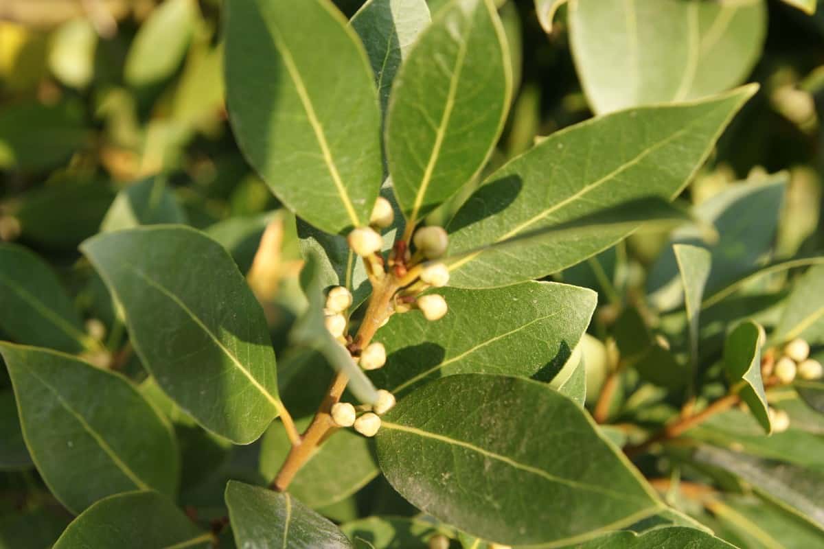 the leaves of the bay laurel are aromatic and used in soups and stews