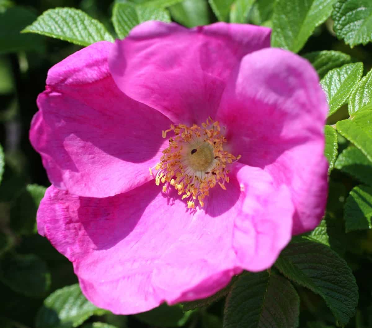 the beach rose has suckering roots that enable it to last in unstable soil and unfavorable weather conditions