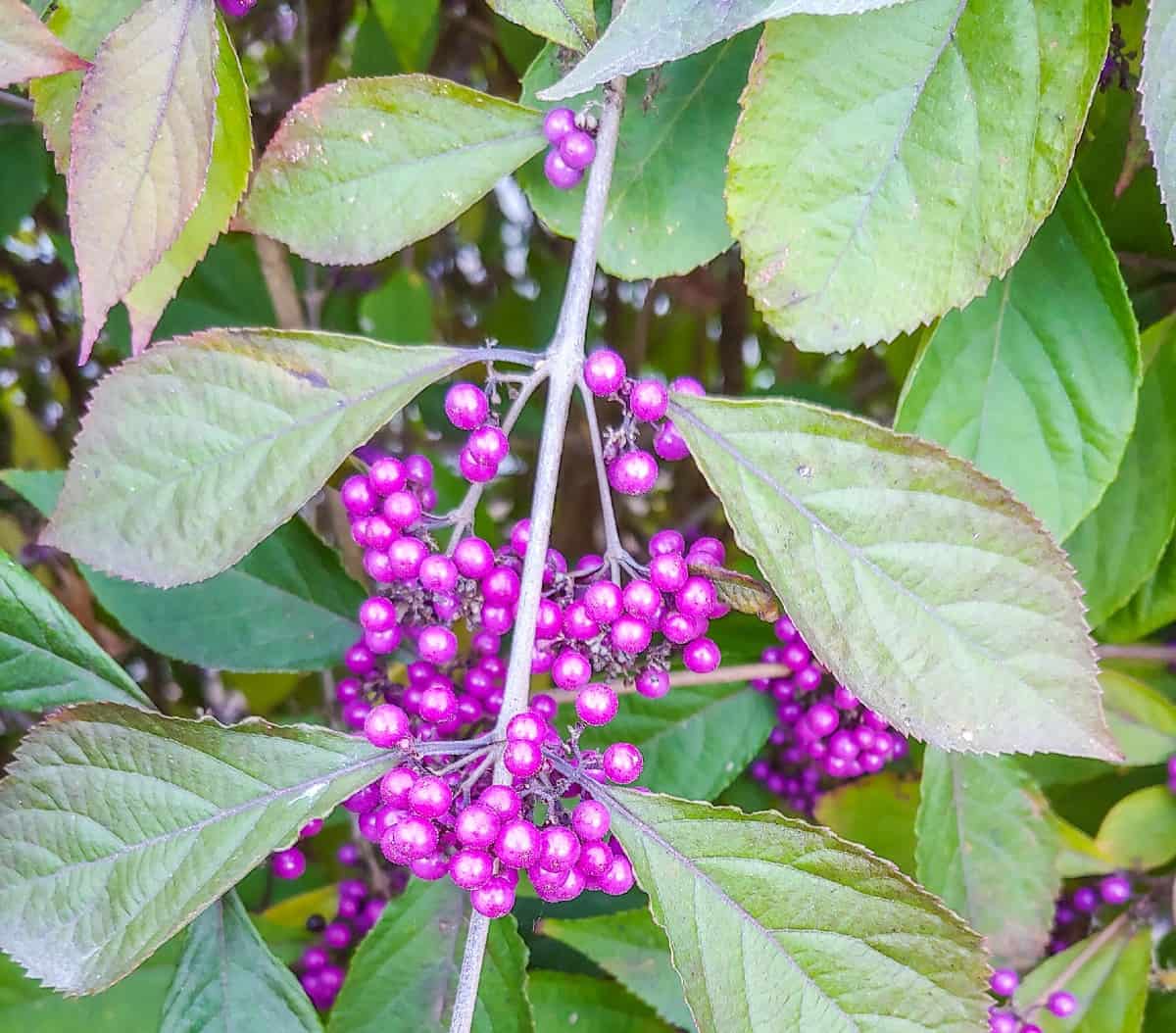 beautyberry is a shrub with attractive flowers and berries