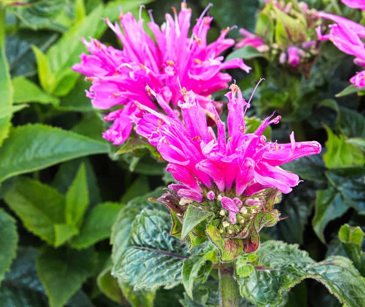bee balm attracts all kinds of pollinators