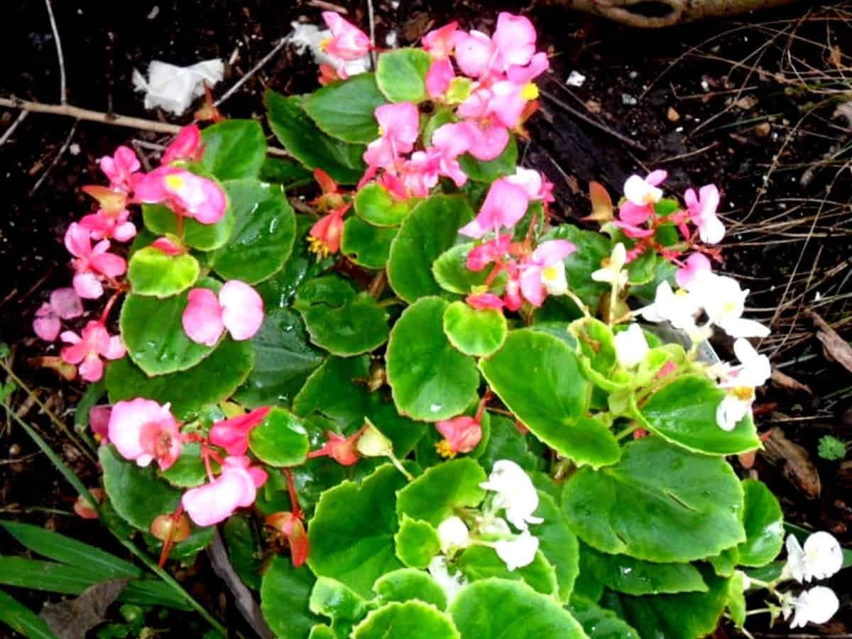 begonias come in a variety of color combinations