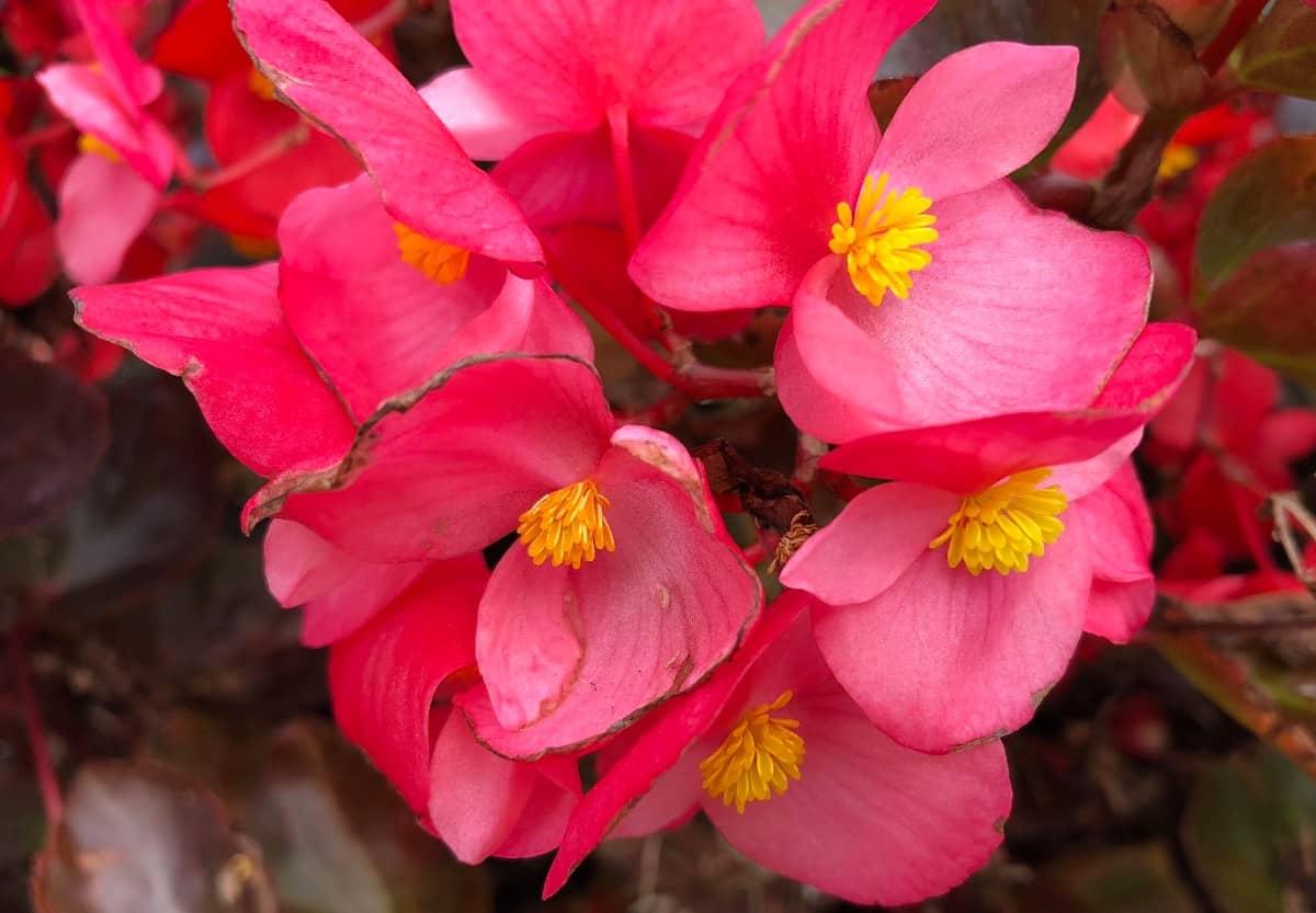 begonias work perfectly as flowering potted plants