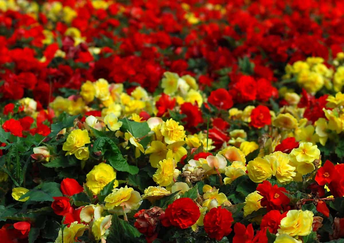 begonias make an excellent outdoor hanging plant