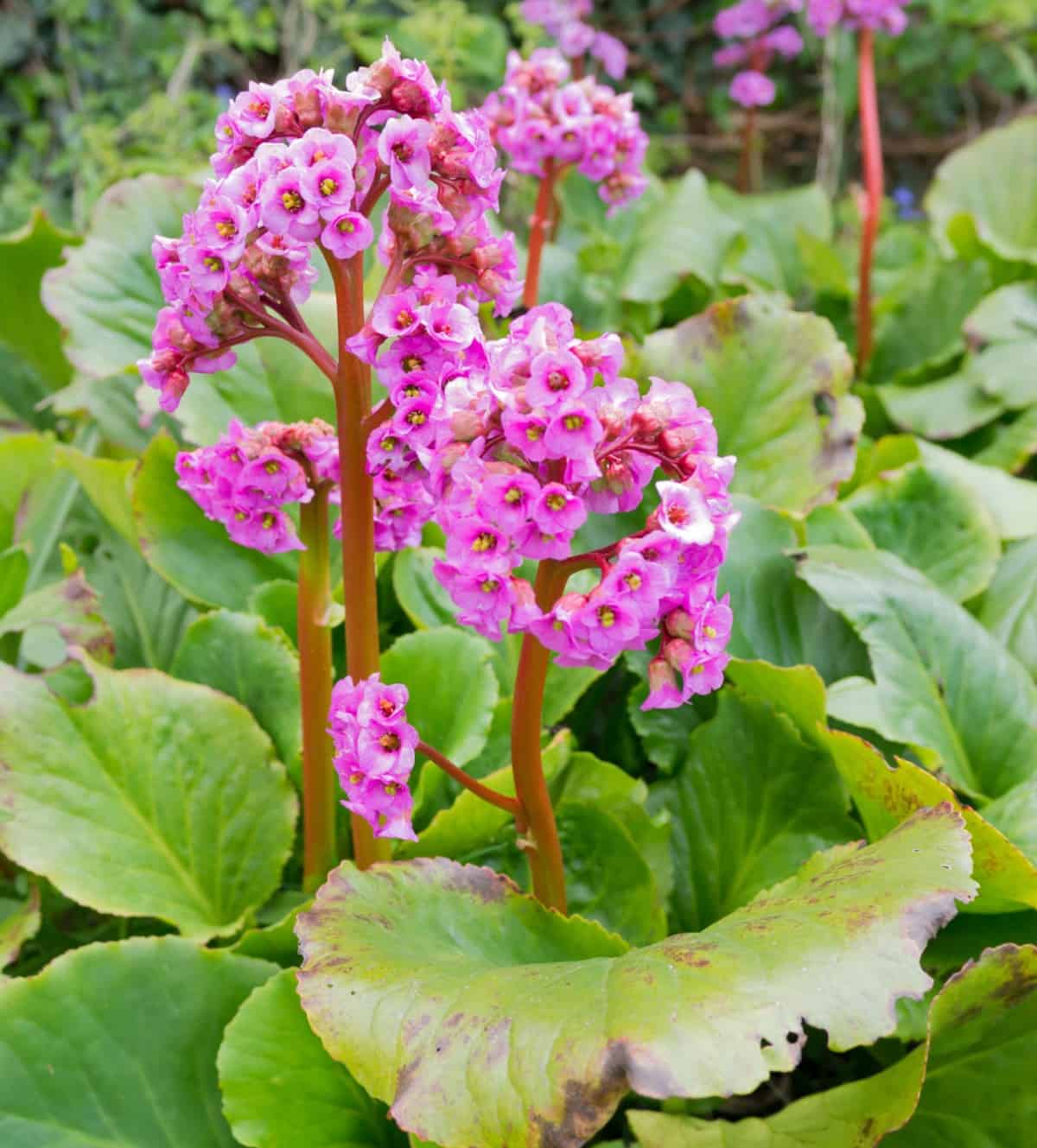 bergenia is an easy-to-grow evergreen plant