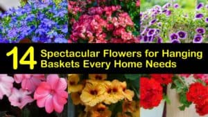 Best Flowers for Hanging Baskets titleimg1