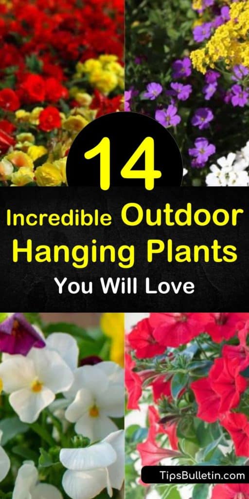 Enjoy colorful foliage and flowers throughout the summer with DIY hanging plants. Fill planters with succulents, fuchsia, ivy, lobelia, geranium, verbena, and other plant varieties and enjoy vibrant gardens at eye level. #outdoorhangingplants #hangingplants #outdoorflowerbaskets