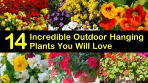 Best Outdoor Hanging Plants titleimg1