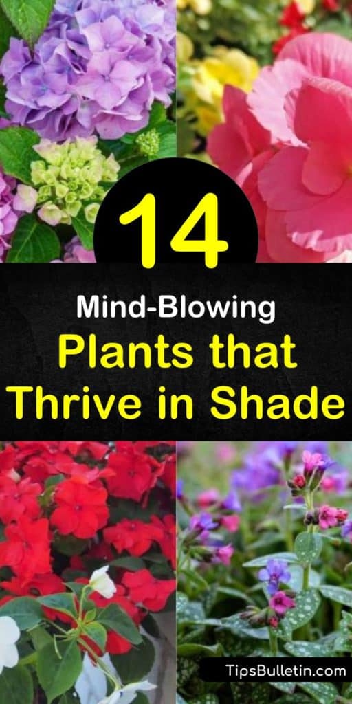 Looking to spruce up those shady areas areas with something besides hosta? Let us show you the best plants for full shade, as well as those that thrive in partial shade. From hardy evergreens to colorful coral bells, we show you what works best. #shade #plants #shadeplants #plantsforshade