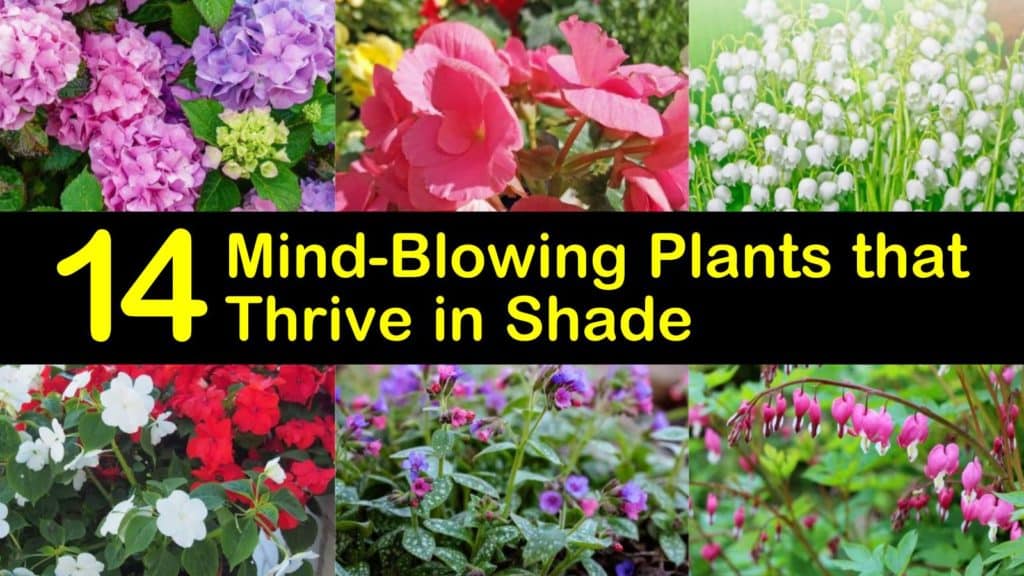Best Plants for Shade titleimg1