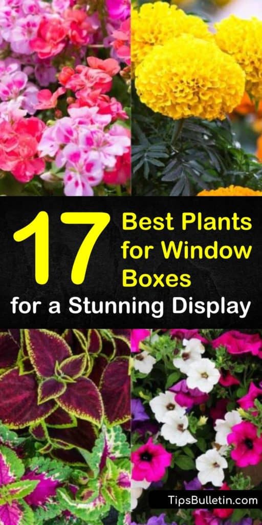 Learn how to create a breathtaking window box for shade-lovers with vinca, begonias, impatiens, and variegated foliage. Fill a full sun planter with pansies, geraniums, verbena, and cascading sweet potato vine. #plants #windowbox #windowboxplants