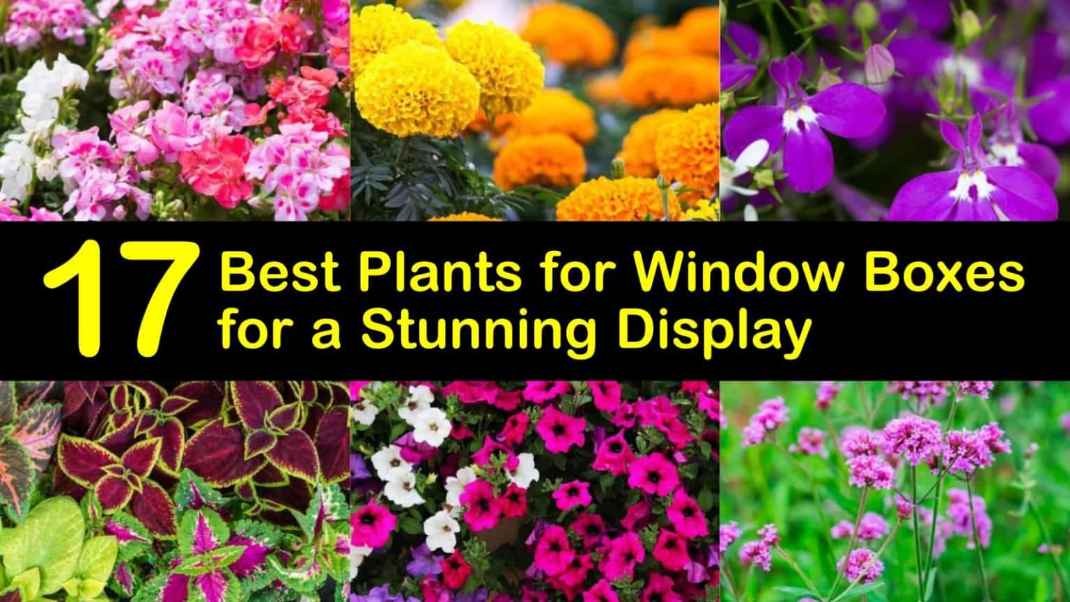 17 Best Plants for Window Boxes for a Stunning Display