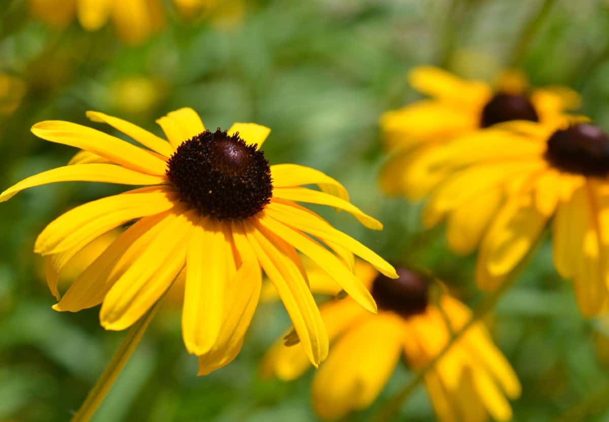 black-eyed Susan makes a favorite cut wildflower