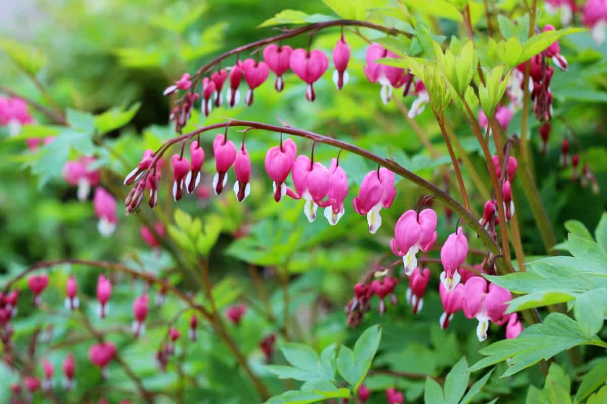 bleeding heart has attractive cascading flowers