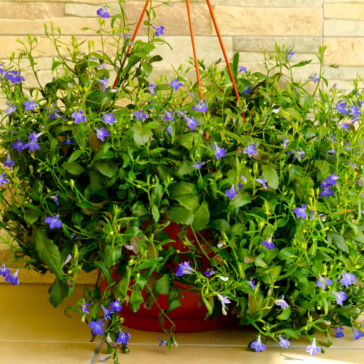 blue lobelia has attractive long-blooming blue flowers