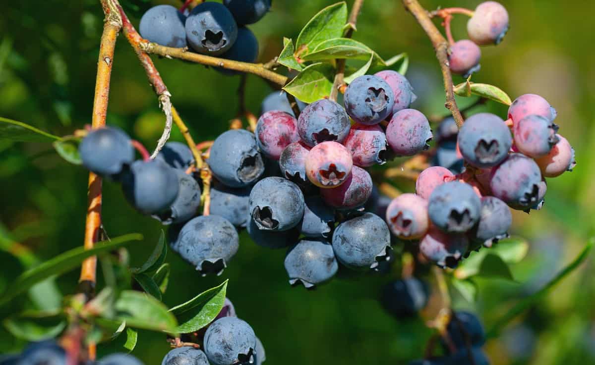 while most blueberries grow on bushes, the Japanese blueberry grows on a tree