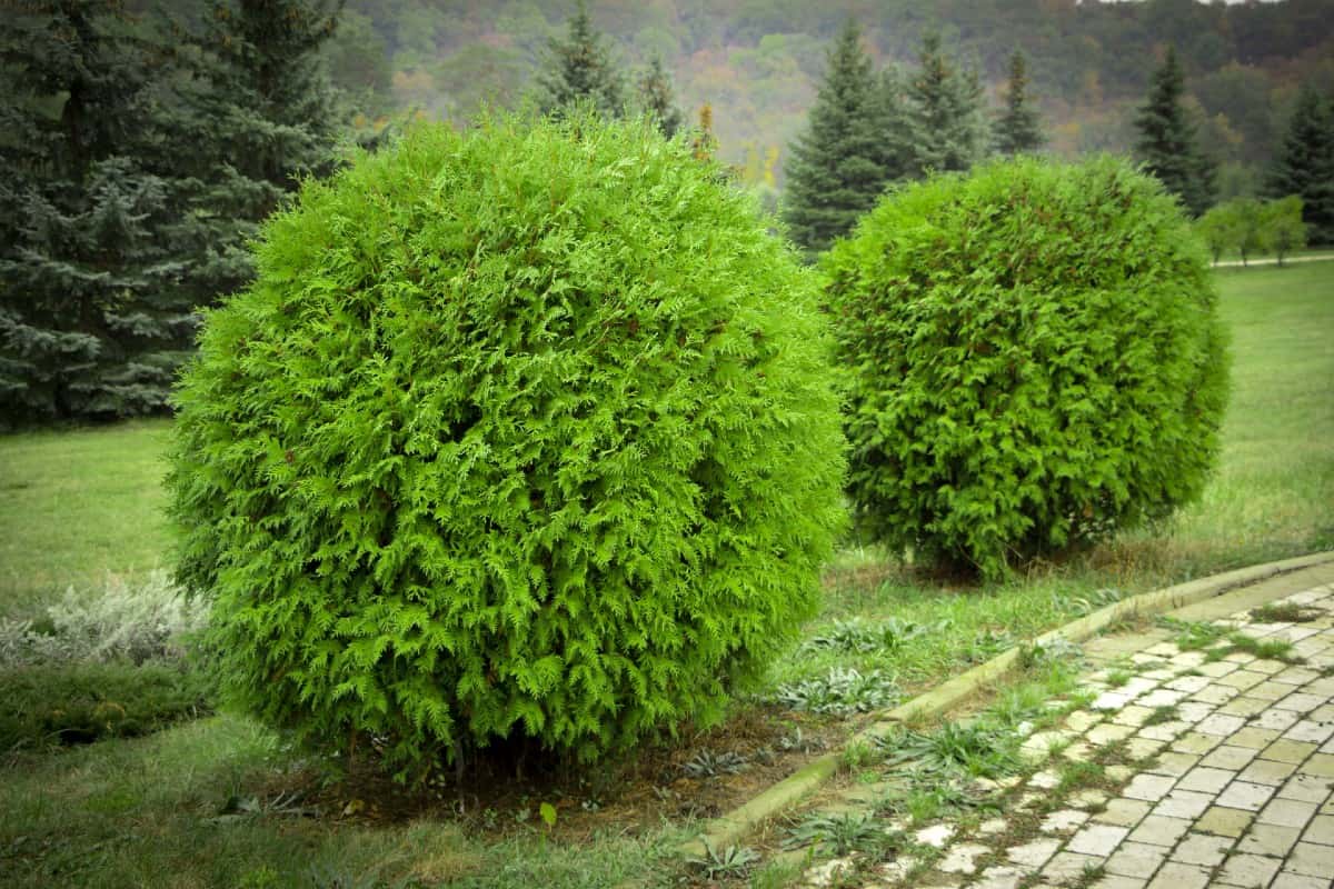 bowling ball arborvitae is an evergreen that really makes a statement in the landscape