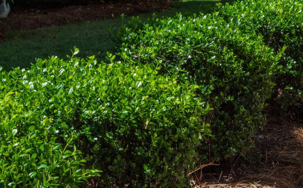 boxwoods are easily pruned into the shape of your choice