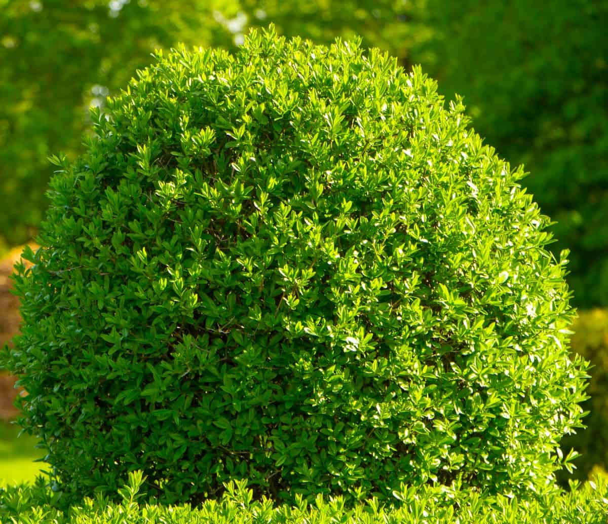 you can prune the boxwood into all different kinds of shapes