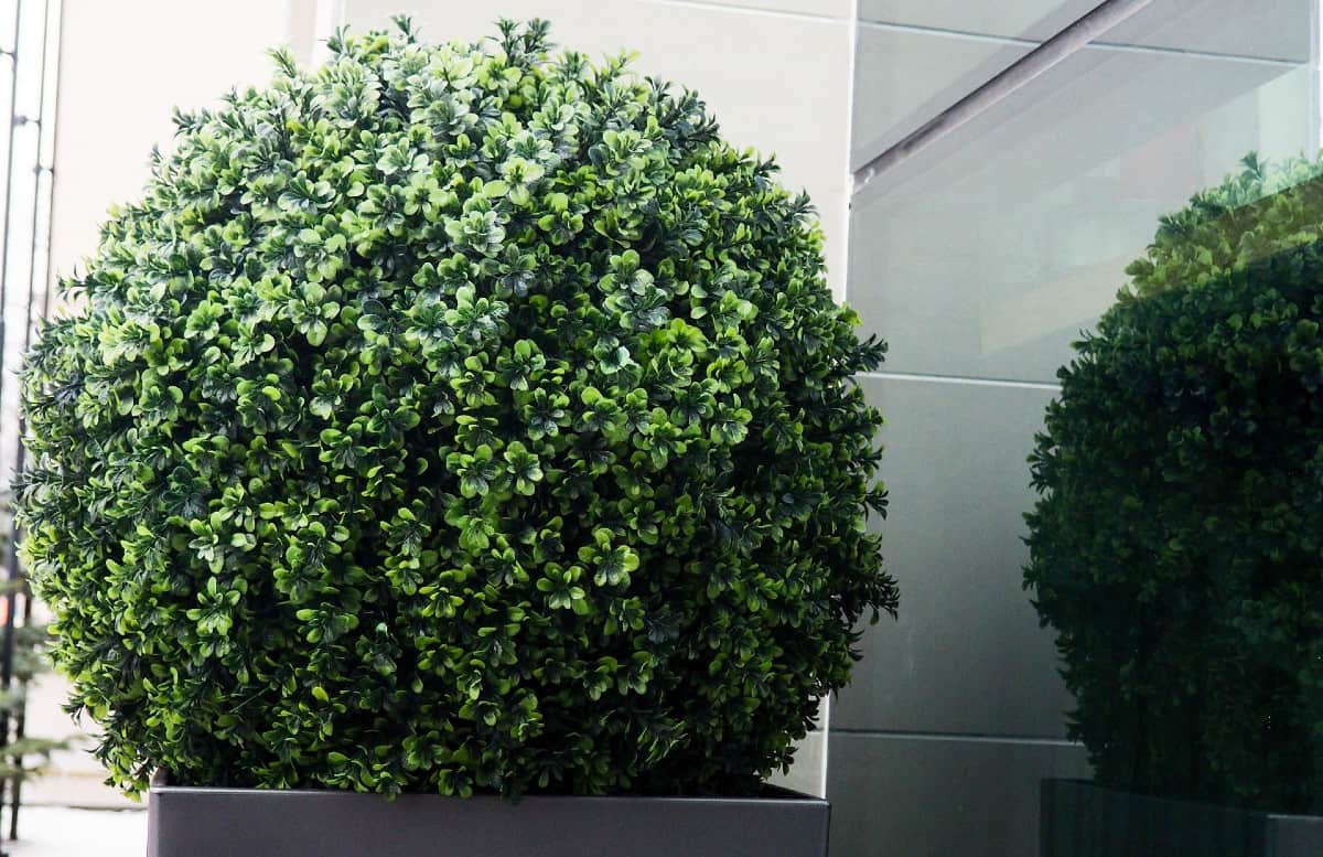 boxwood easily adapts to virtually any growing situation