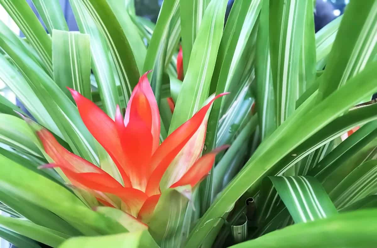 bromeliads prefer indirect light and soil that drains well