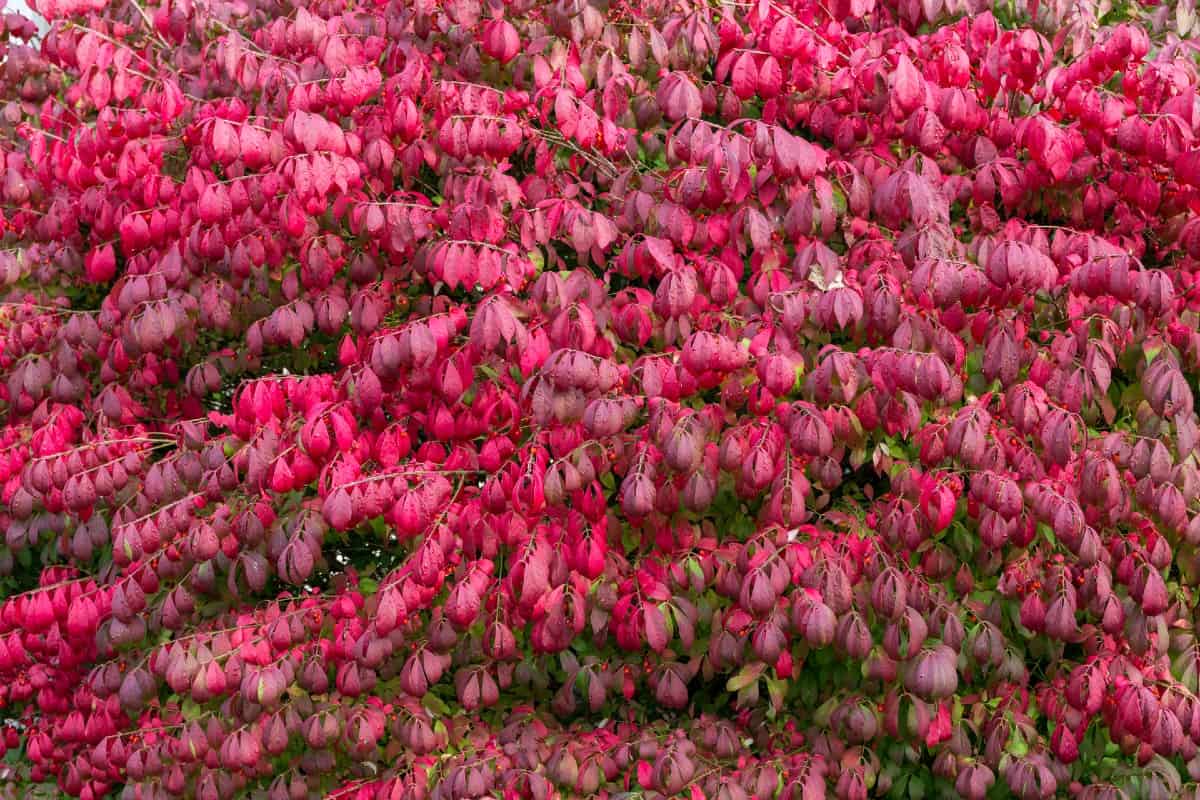 burning bush is the most popular euonymus shrub