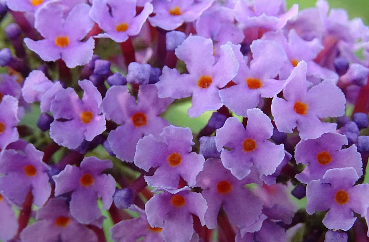 The butterfly bush not only adds privacy but also attracts beneficial pollinators.