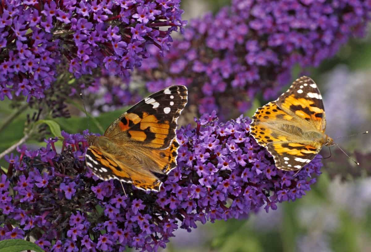 the butterfly bush is a magnet for all kinds of pollinators