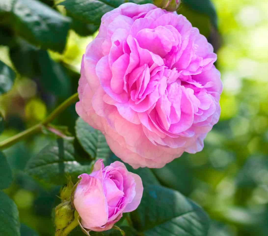 cabbage roses come in a variety of colors