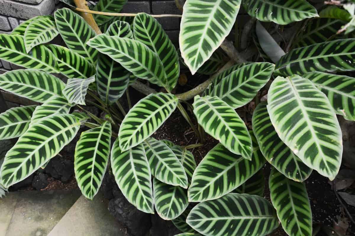 calathea is an easy-care indoor plant