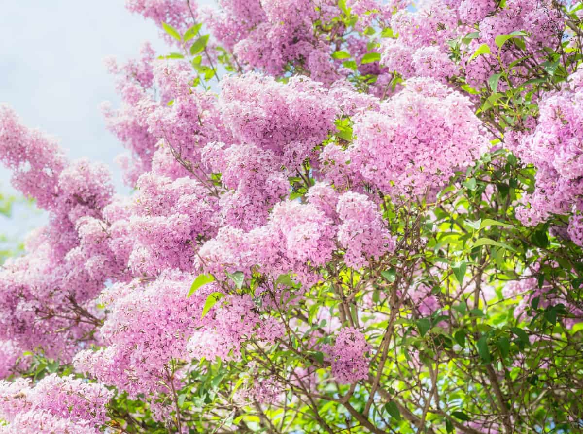 the California lilac makes an excellent windbreak