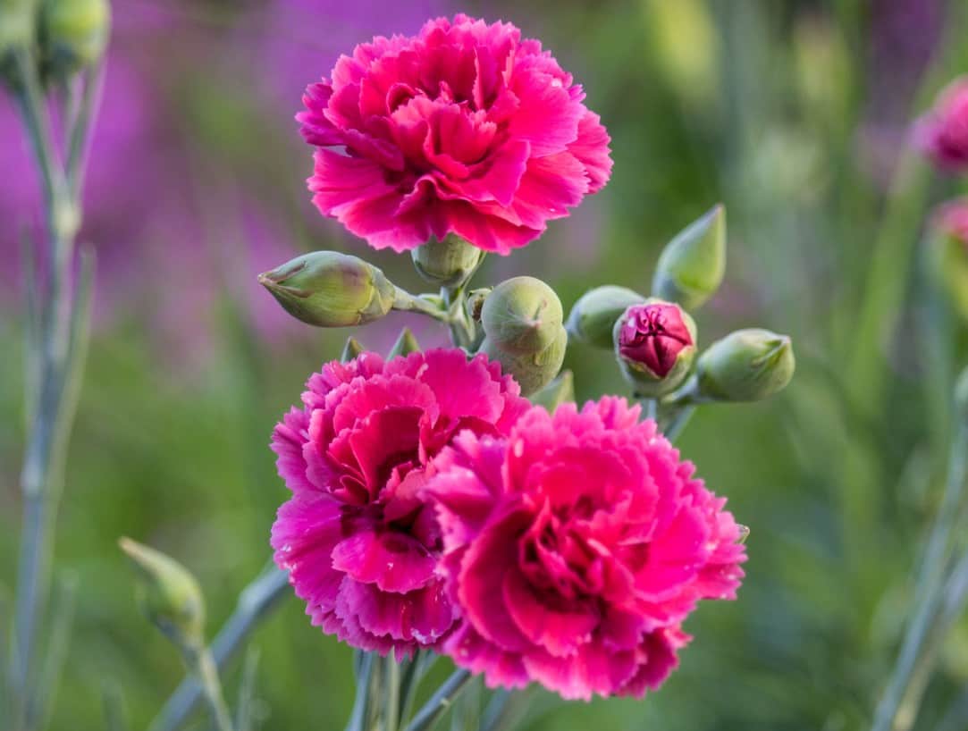 carnations come in three different varieties