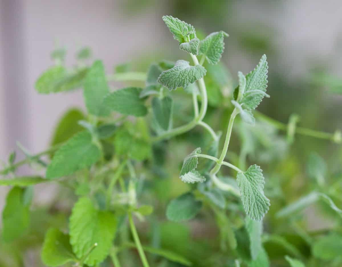 cats love catnip and mosquitoes hate it