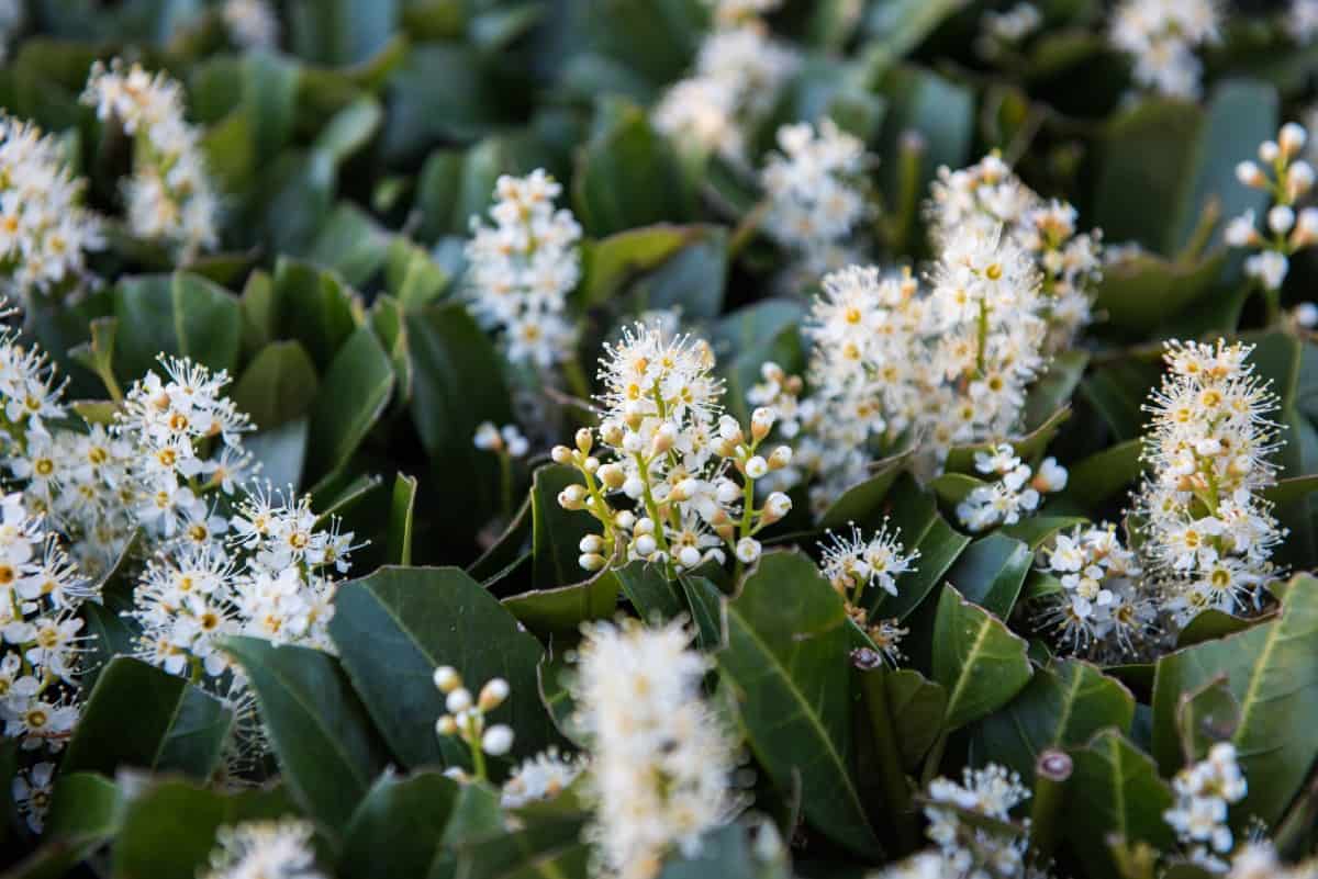 cherry laurel has pretty red berries and sweet-smelling flowers