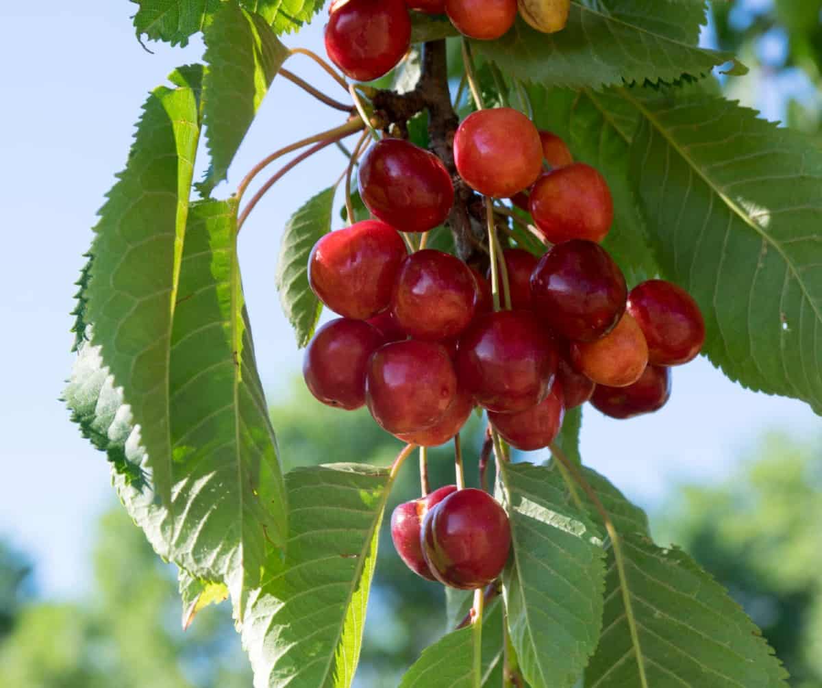 a cherry tree is quite low-maintenance